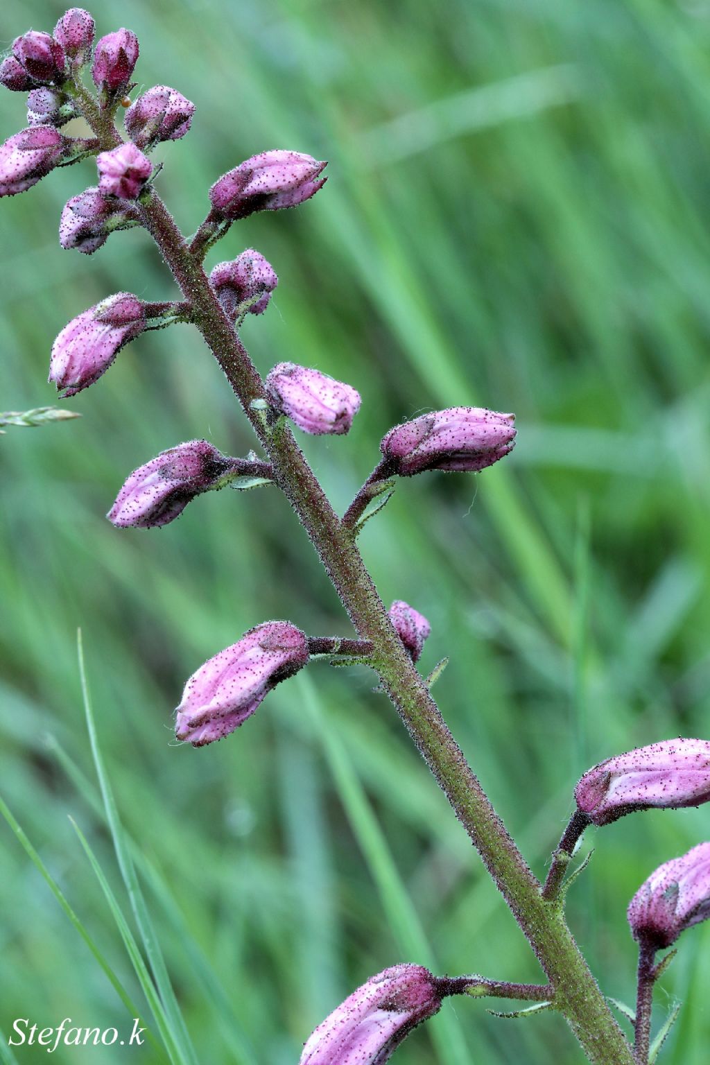 Dictamnus albus